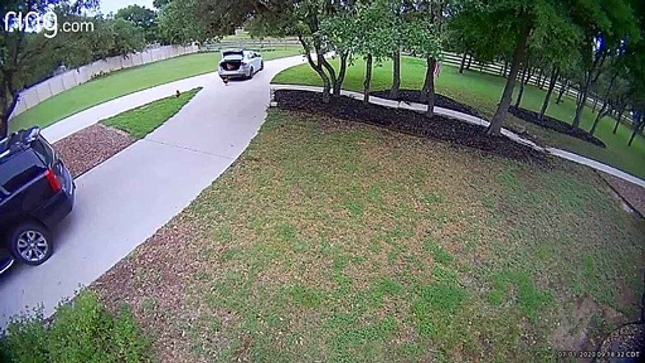 Cette poule prend la fuite en se glissant dans le coffre  de la voiture d’un livreur