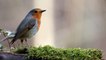 Robin Bird Sound, Bird Sound, Bird Chirping, Natural Sound, Bird, Chirping, Bird in Forest
