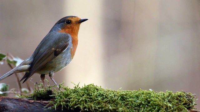 Robin Bird Sound, Bird Sound, Bird Chirping, Natural Sound, Bird, Chirping, Bird in Forest