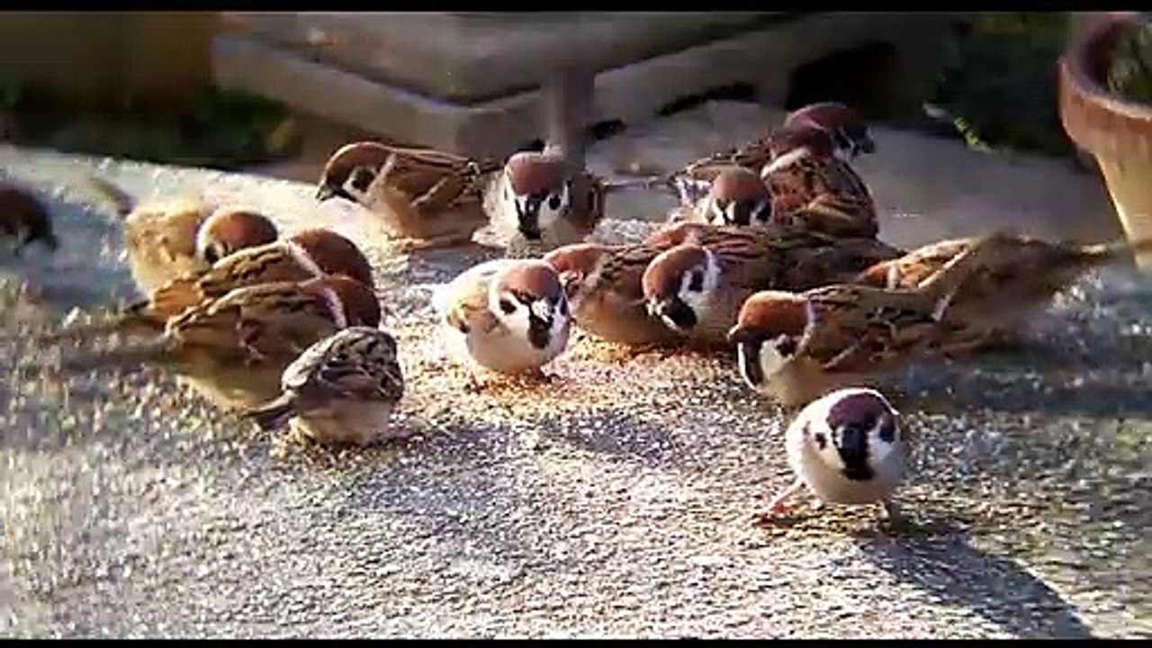 Sparrow Bird Sound, Bird Sound, Bird Chirping, Natural Sound, Bird, Chirping, Bird in Forest