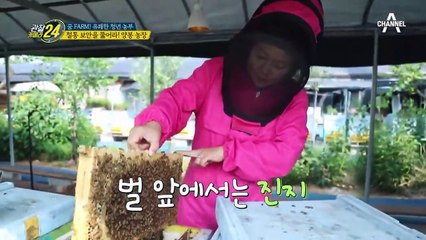 ★핵인싸★ 양봉 농부 등장! (feat.꿀벌과의 사투)