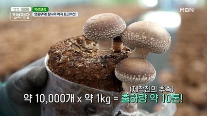 연중무휴! 참나무 배지 표고버섯!