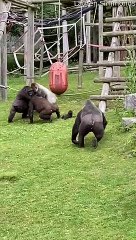 Baby Gorilla Kept Safe While Silverback Settles Scuffle