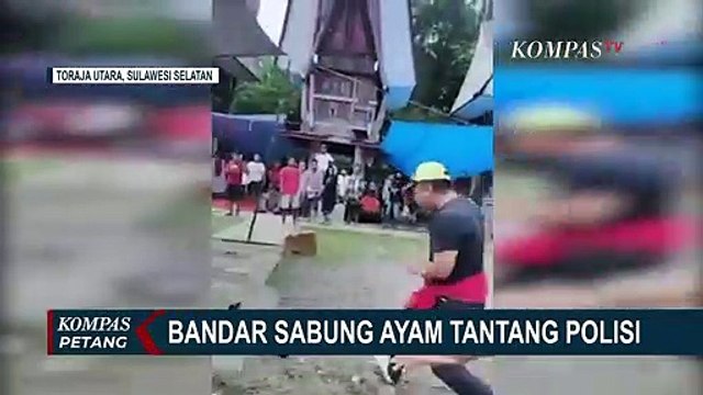 Detik-Detik Bandar Judi Sabung Ayam Tantang Polisi, Hendak Serang Pakai Pecahan Botol