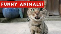 Funniest Animal Bloopers & Outtakes Compilation January 2017 _ Funny Pet Videos