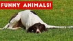 Funniest Animal Bloopers, Fails & Outtakes Compilation January 2017 _ Funny Pet Videos