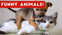 Funniest Animal Moments Caught On Tape Compilation January 2017 _ Funny Pet Videos