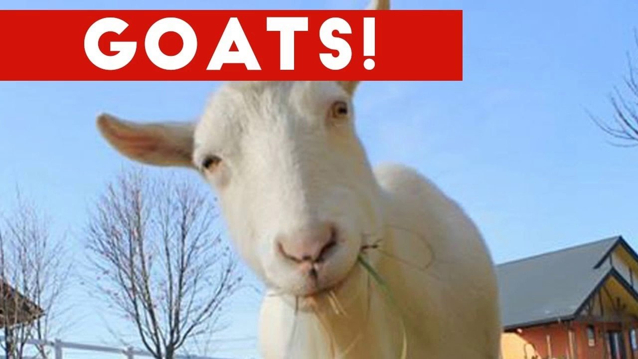 Funniest Cute Goat Video Compilation January 2017 _ Funny Pet Videos