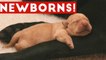The Cutest Newborn Puppies & Kittens Weekly Compilation 2017 _ Funny Pet Videos