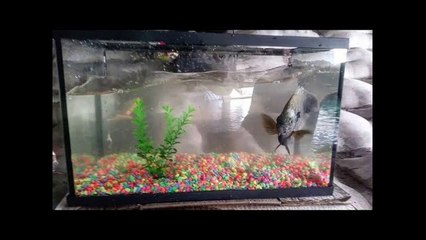 Catching Exotic Pet Fish for Aquarium!