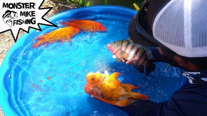 DIY Fish Pool Pond!