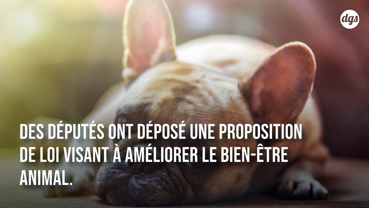 Faudra-t-il bientôt un permis pour adopter un animal de compagnie ?