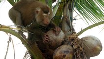 Thailand denies claims of monkey abuse in coconut harvesting