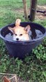 Corgi Doesn't Like Being Bothered While Swimming