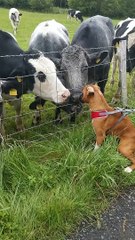 Boxer and Cows Exchanging Kisses