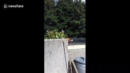 Kat Bush - ginger cat leaps into a bush