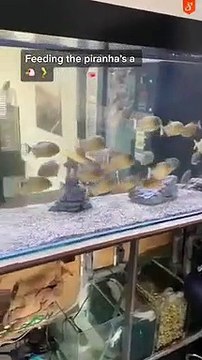 Les piranhas aussi aiment les cuisses de poulet