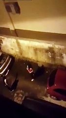 Elle pensait être tranquille pour faire son affaire derrière la voiture... raté