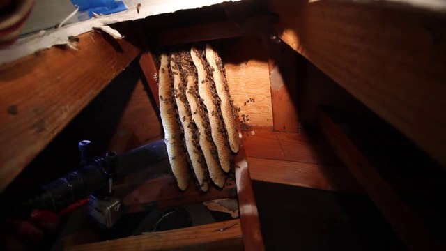 Il découvre un essaim de 50000 abeilles dans le mur d'un appartement