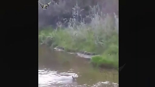 Ce chien rencontre un loup sauvage en foret... Impressionnant