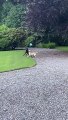 Playful Pooch Pals Boop the Balloon