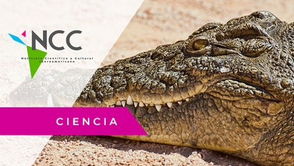 Ma­ri­sa Té­llez y sus co­co­dri­los; la im­por­tan­cia de la con­ser­va­ción de la es­pe­cie