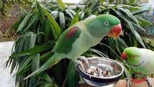 Alexandrine Parrot Natural Voice