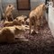 Eure: Quatre lionnes maltraitées dans un cirque saisies par la justice