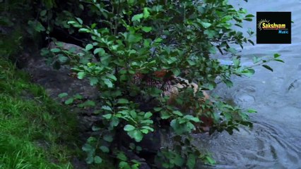 Bear brothers in kushi