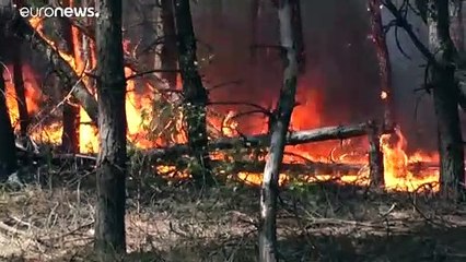 В Луганской области бушуют лесные пожары