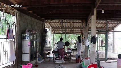 Thousands of mystery black bugs invade woman's house