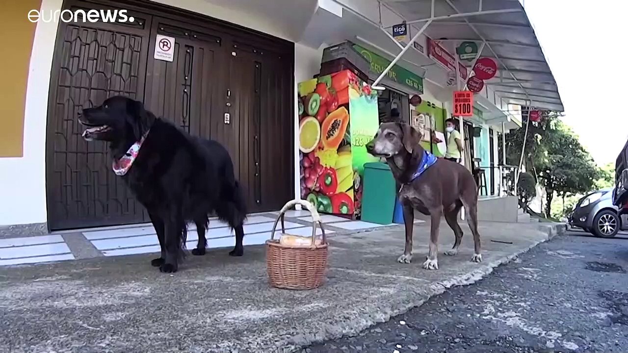 Tierischer Corona-Held: Hund Eros liefert Lebensmittel aus