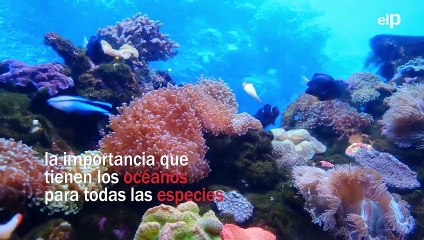 02 DÍA DE LOS OCÉANOS - PLAYER