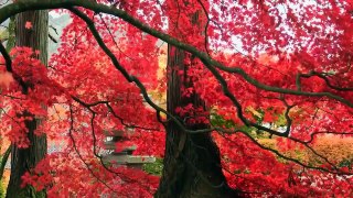 Get away music and majestic views- Crystal ball in ocean,red maple leaves ,girl welcoming sun and