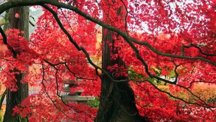 Get away music and majestic views- Crystal ball in ocean,red maple leaves ,girl welcoming sun and