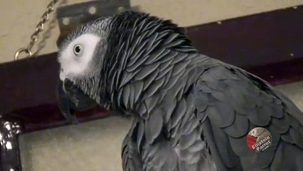 Vocal parrot is tired waiting for dinner