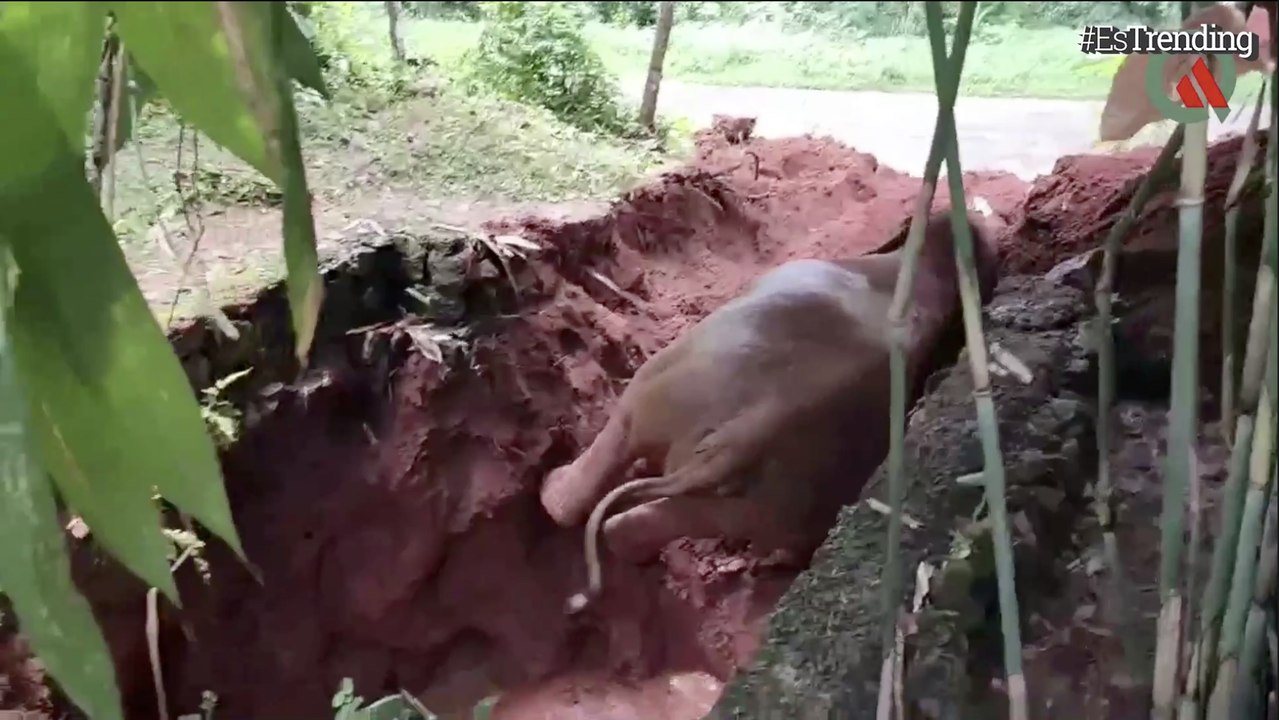 El angustioso momento en el que un elefante fue rescatado de un pozo