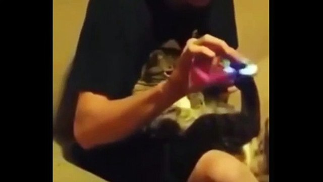 Gato fazendo malabares