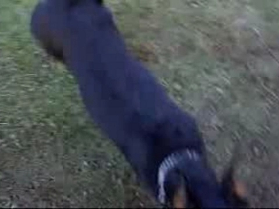 chelsea ultimate cgecko
