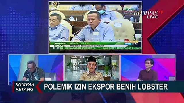 Polemik Izin Ekspor Benih Lobster Menteri KKP Edhy Prabowo