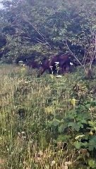 Bull Moose Calmly Passes in Front of Hiker