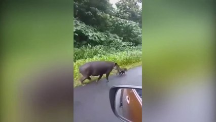 ext-danta-y-cria-corredor-biologico-080720