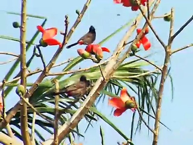 বাংলাদেশের_পাখি_|E|_BIRDS'_VARIETY_IN_BANGLADESH.....