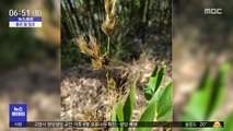 [뉴스터치] 대나무 1천 그루에서 '대나무 꽃' 활짝