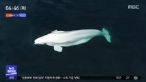 [이슈톡] 미국 바다에 첫 등장한 흰고래 벨루가