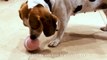 Luerpci- Smart & Interactive Ball That Plays With Your Pet by Luerpci — Kickstarter