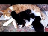 Ginger Male Cat Pretending To Be The Mommy Cat of Four New Born Kittens