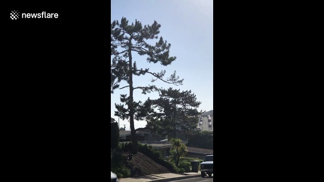 Brushfire erupts near Trump-owned golf course in Rancho Palos Verdes, California