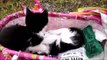 Two Kittens Black and White Playing Each Other In The Buggy