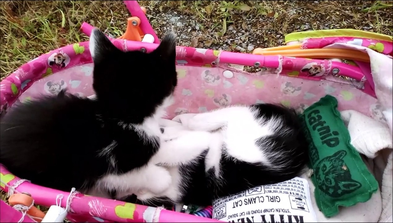 Two Kittens Black and White Playing Each Other In The Buggy